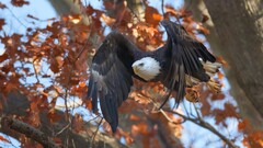 Animals Birds eagle fall flying
