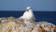 Animals Birds nature