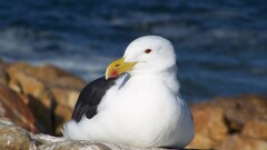 Animals Birds nature