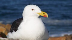 Animals Birds seagulls