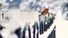 Animals Birds winter snow robins