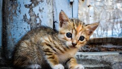 Animals cats baby animals