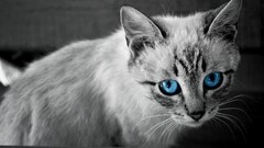Animals cats blue eyes Mammals