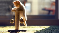 Animals cats blurred carpets ben torode sunlight Toys