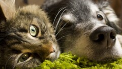 Animals cats dog closeup