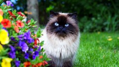 Animals cats Flowers angry