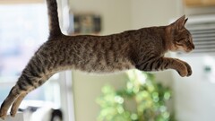 Animals cats jumping side view