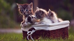 Animals cats Kittens baskets grass