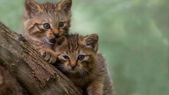 Animals cats Kittens