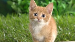 Animals cats Mammals