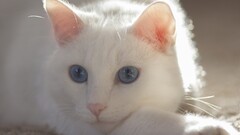 Animals cats Mammals blue eyes