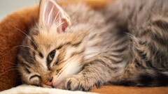 Animals cats Mammals