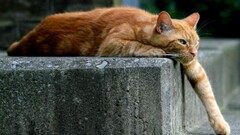 Animals cats Mammals