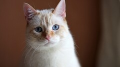 Animals cats Mammals