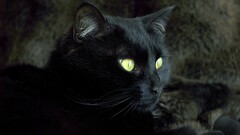 Animals cats Mammals