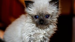 Animals cats Mammals