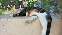 Animals cats Mammals