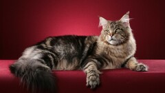 Animals cats red background Maine Coon