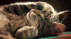 Animals cats sleeping