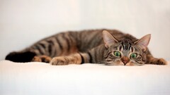 Animals cats white background