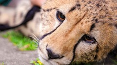 Animals cheetahs cheetah