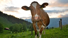 Animals cow nature