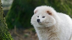 Animals depth of field Mammals