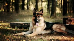 Animals dog German shepherd tongues