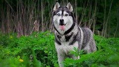Animals dog Mammals Plants outdoors