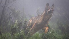 Animals dog Mammals Plants