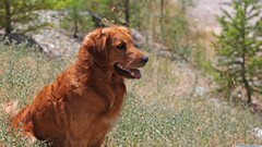 Animals dog nature golden retrievers