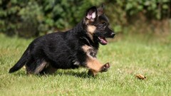 Animals dog Puppies German shepherd
