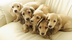 Animals dog Puppies