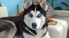 Animals dog Siberian Husky blue eyes