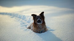 Animals dog snow
