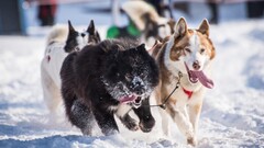 Animals dog snow tongue out