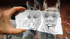 Animals donkey hands Mammals