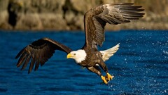 Animals eagle Birds water Freedom Glider