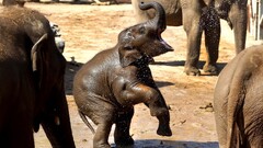 Animals elephant baby animals