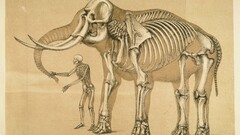 Animals elephant skeleton Bones artwork