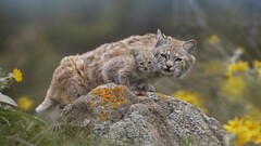 Animals feline nature baby animals lynx