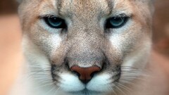 Animals feline nature pumas cougars