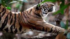 Animals feline nature tiger