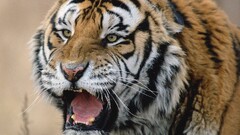 Animals feline nature tiger