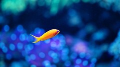 Animals fish blue background