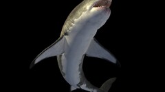Animals fish shark black background