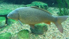 Animals fish underwater