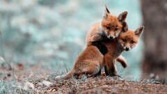 Animals fox baby animals