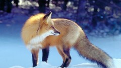 Animals fox snow bokeh