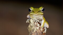 Animals frog blurred amphibian